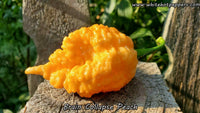 Brain Collapse Peach - Pepper Seeds - White Hot Peppers